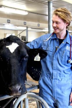 Student veterinarian with Holstein cow