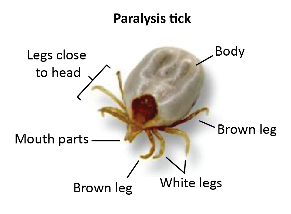 A guide to identifying the Australian paralysis tick