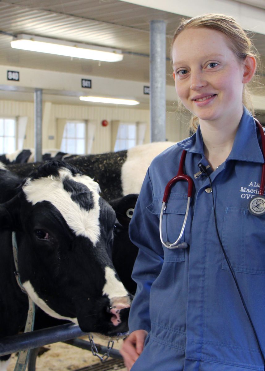 Veterinary student with dairy cows