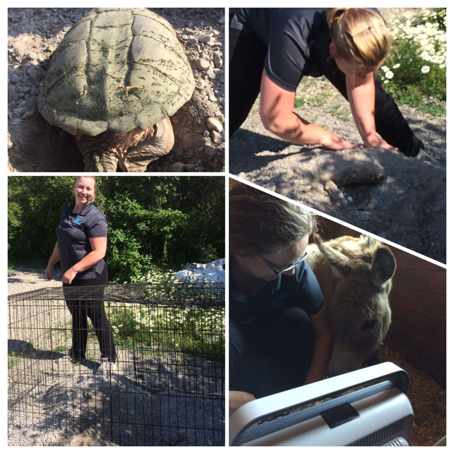 Ale blog with snapping turtle