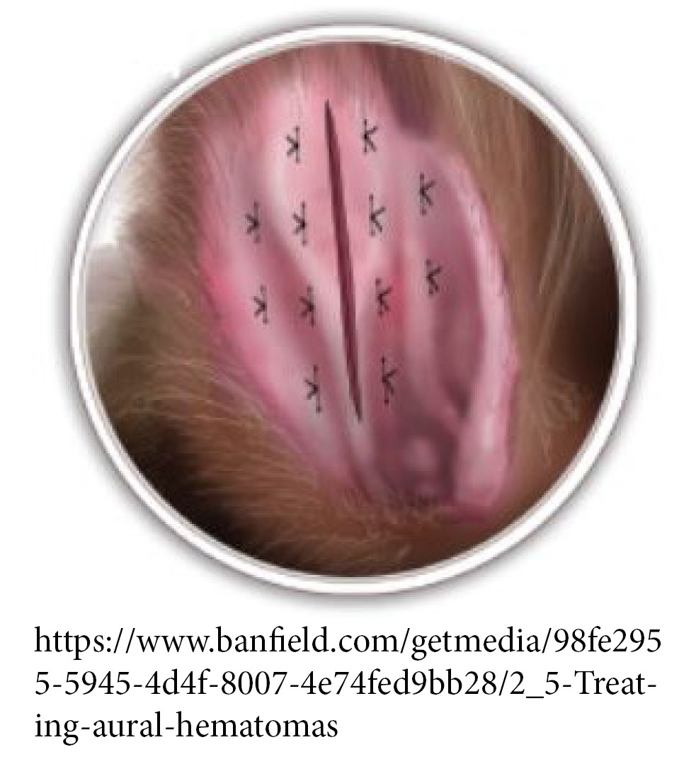 how much is dog ear hematoma surgery