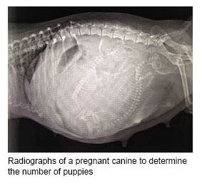 Radiograph of pregnant dog to determine number of puppies