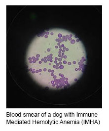 Blood smear of a dog with Immune Mediated Hemolytic Anemia (IMHA)
