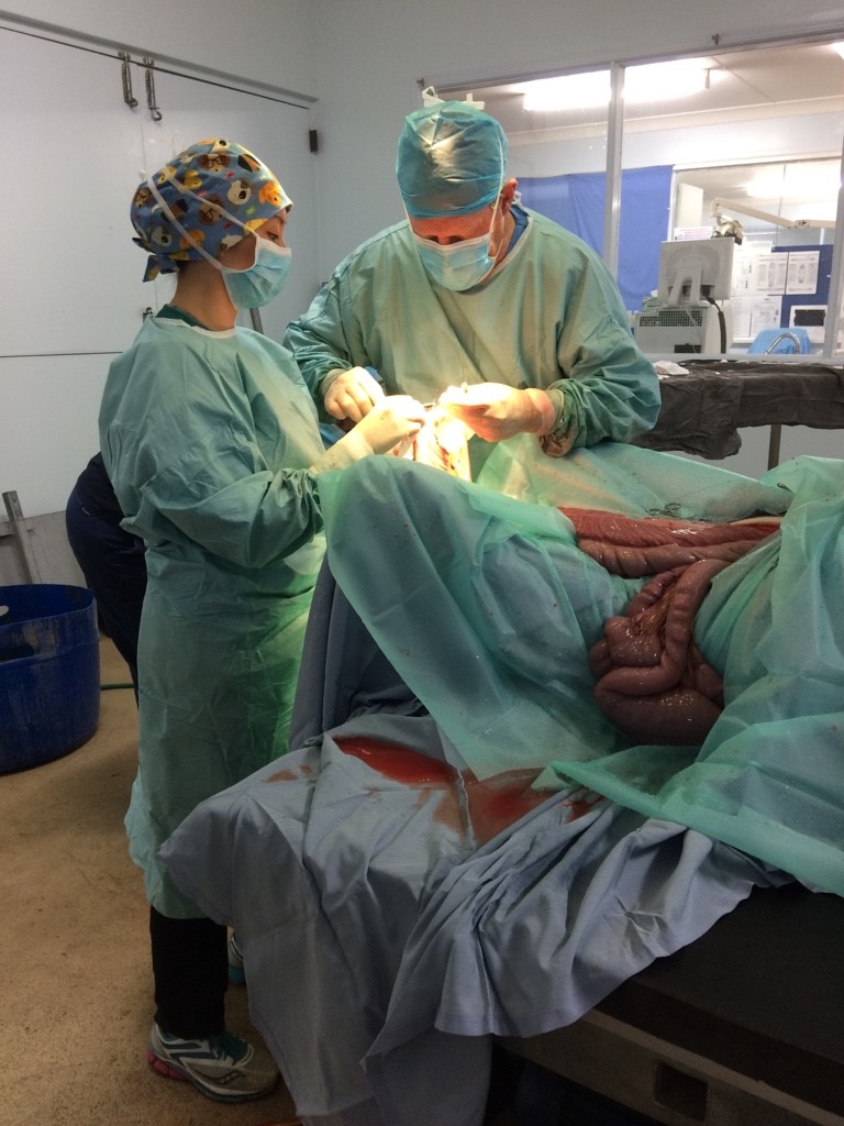Photo of pony in surgery suite - suturing colon