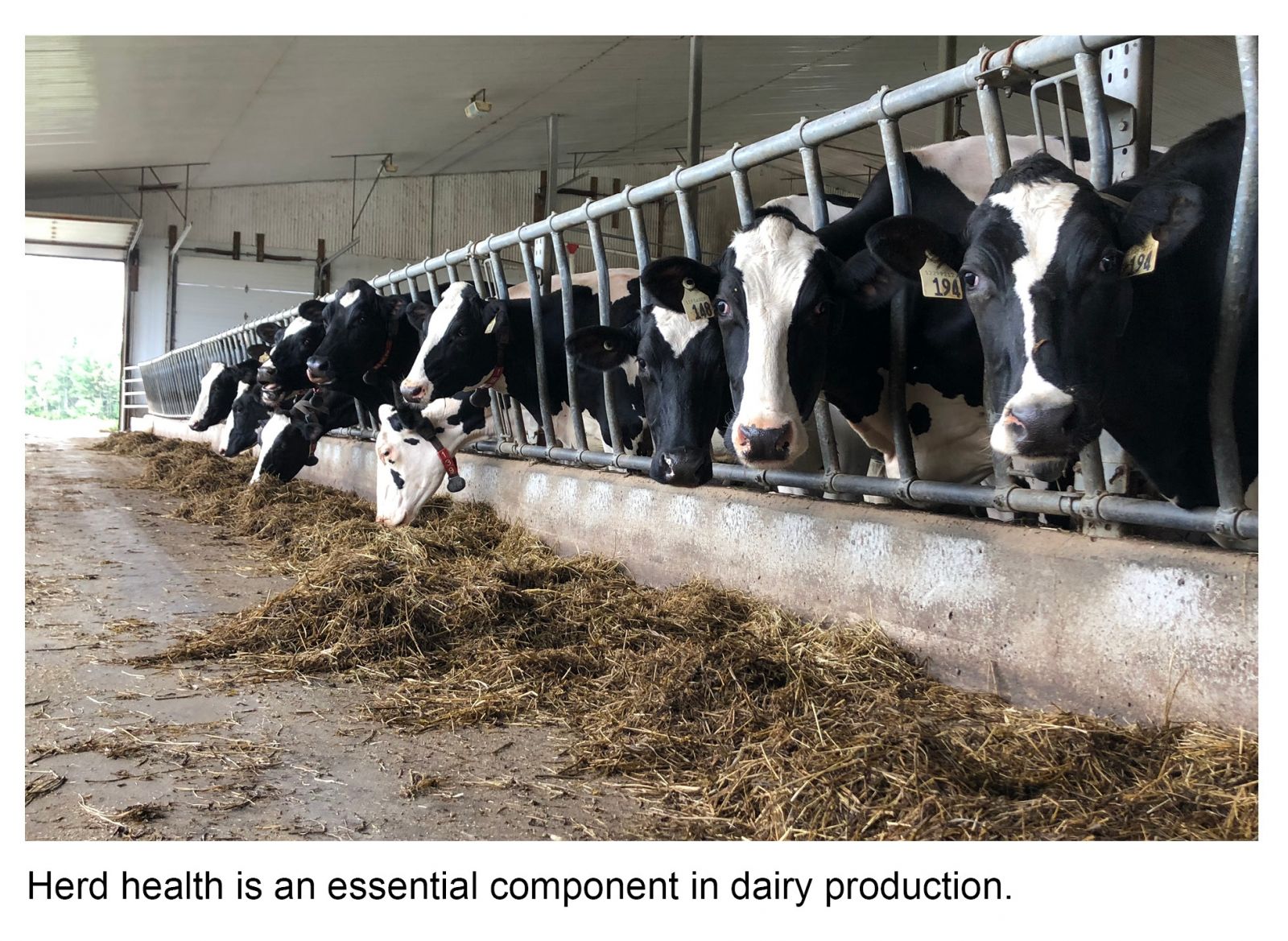 Herd health is an essential component in dairy production.