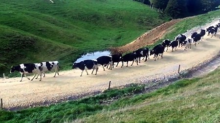 Cows on path