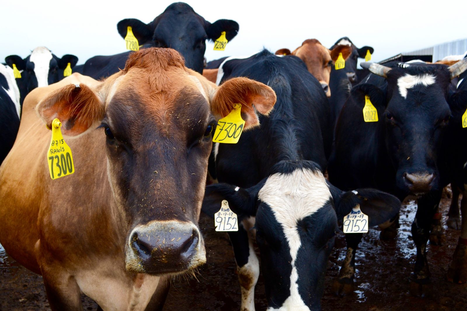 Photo of herd of dairy cows