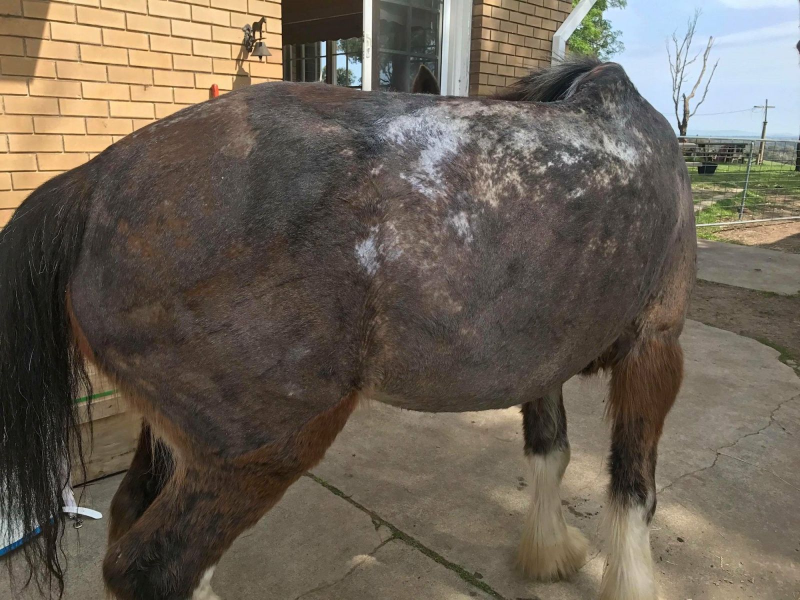 Hair loss on a horse affected by Queensland Itch.