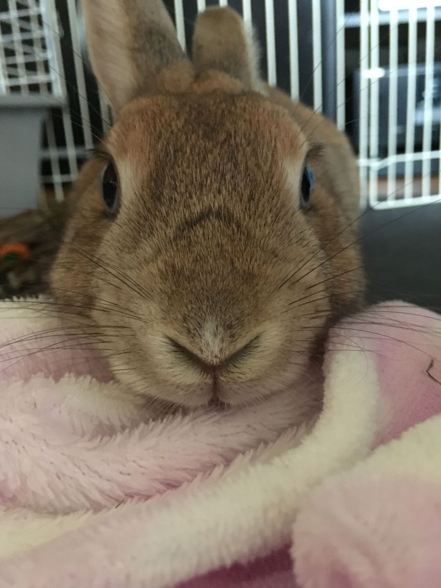Photo of bunny