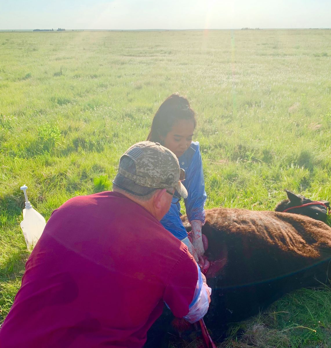 Veterinarians in a field with a cow