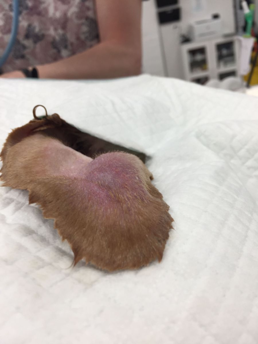 Aural hematoma on a dog
