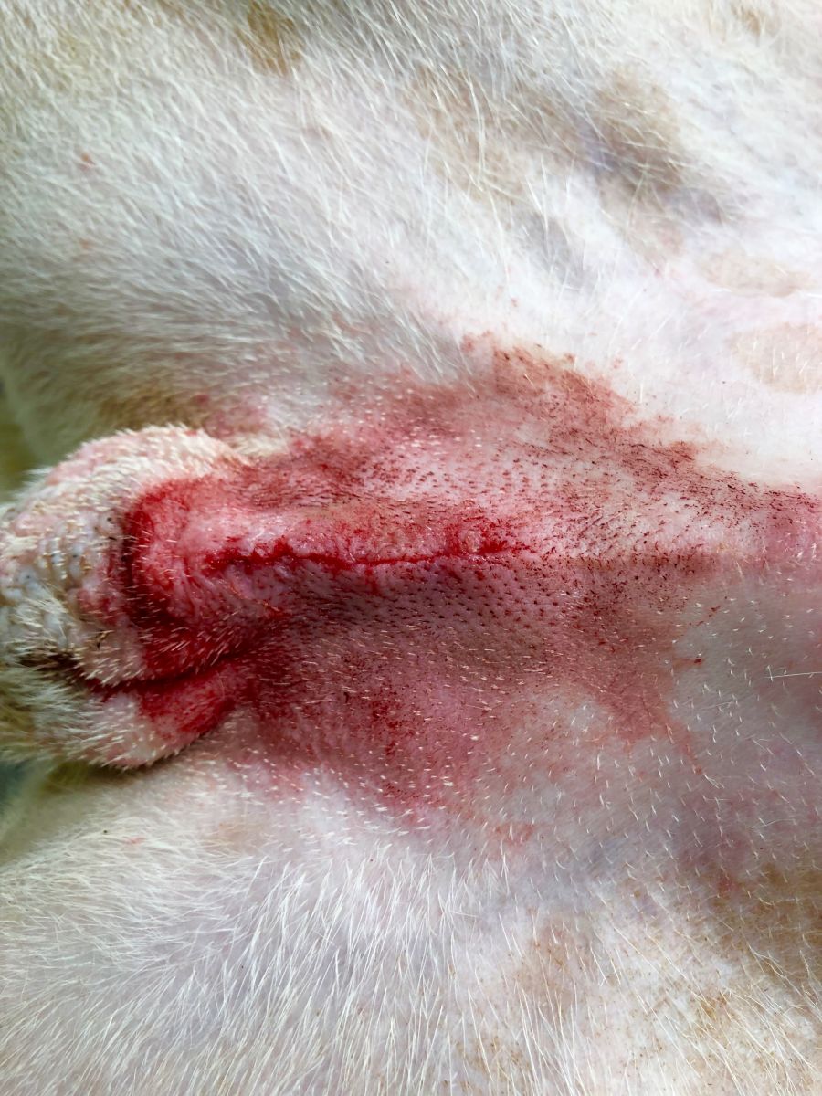 Sutures on a canine surgery
