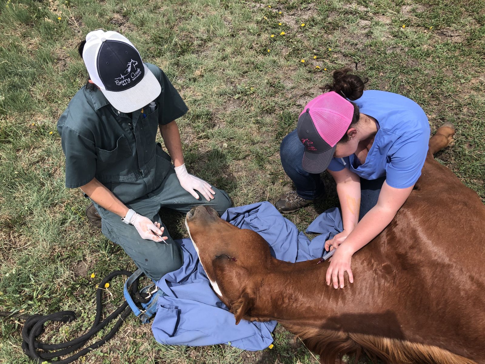 Photo administering sedation to a horse