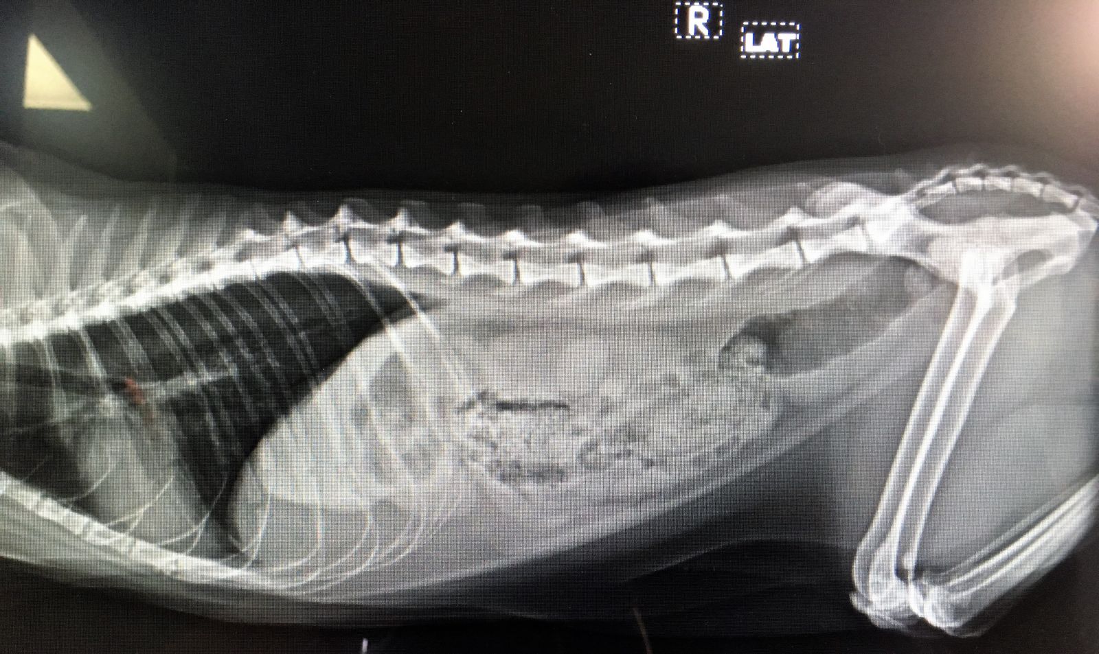 radiograph of cat