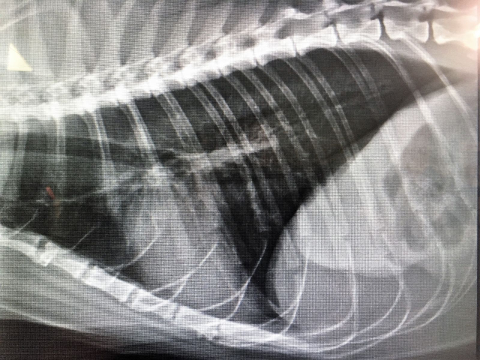 Radiograph of cat