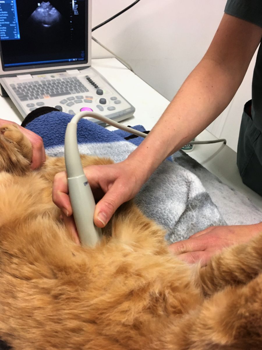 Veterinarian completing an ultrasound on a cat
