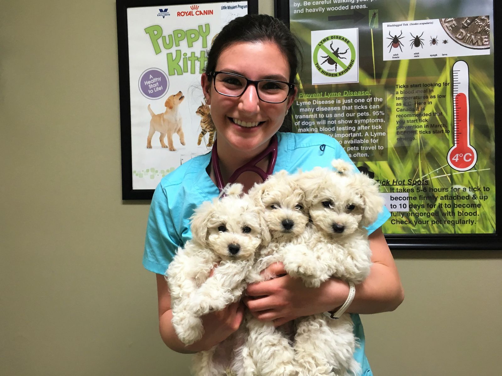 Student veterinarian holding puppies