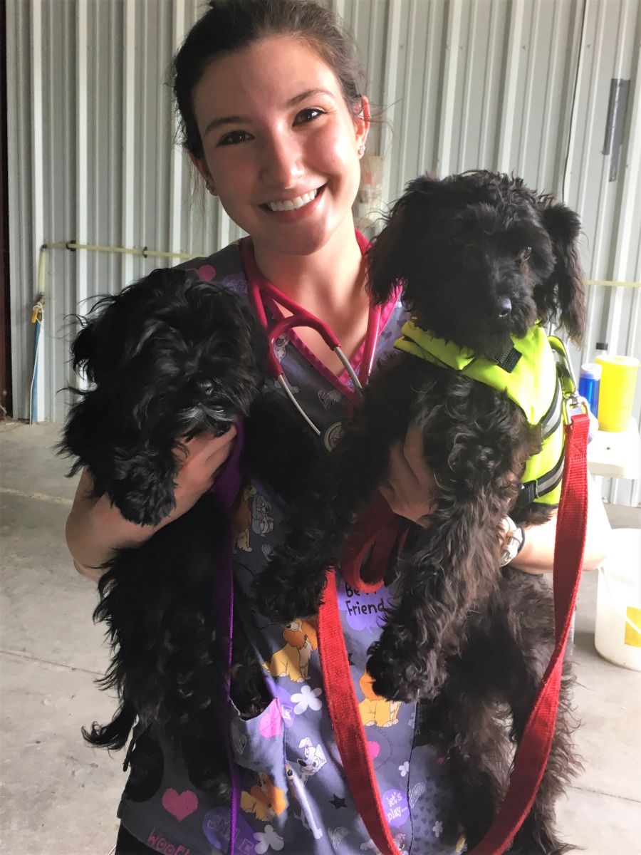 Student veterinarian with puppies at wellness clinic