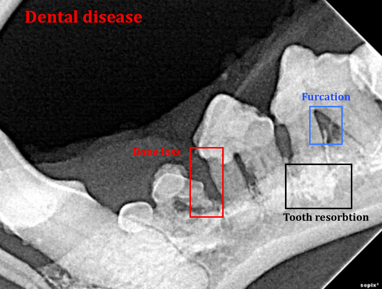 Photo of x ray of dog teeth showing dental disease