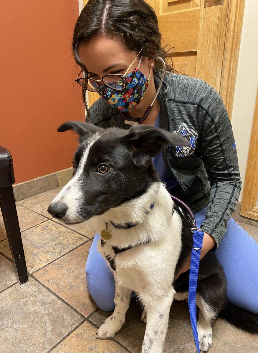 Photo of student veterinarian with dog