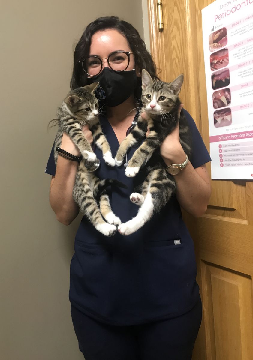Photo of a student veterinarian with cats