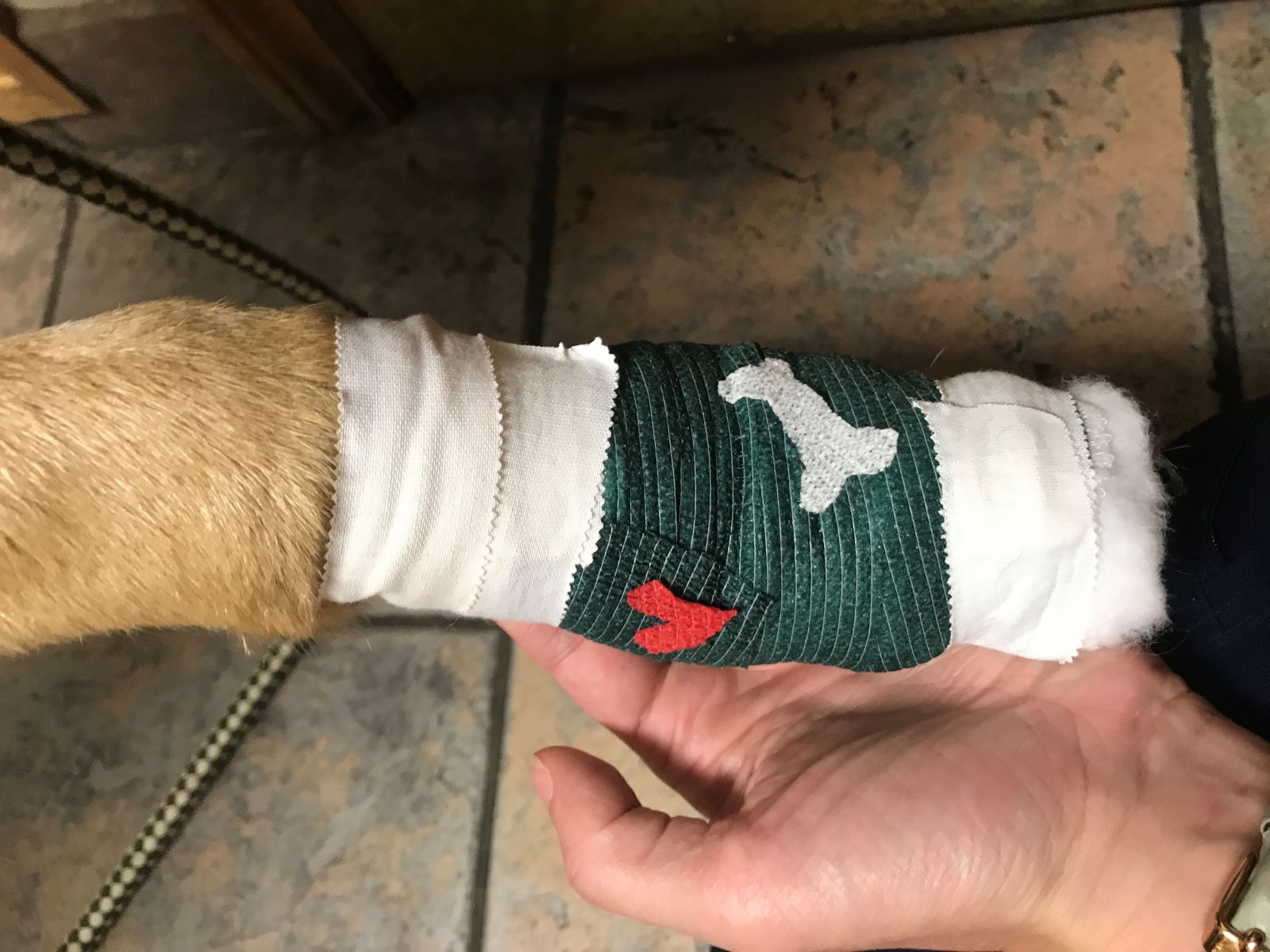Bandage-wrapped dog paw