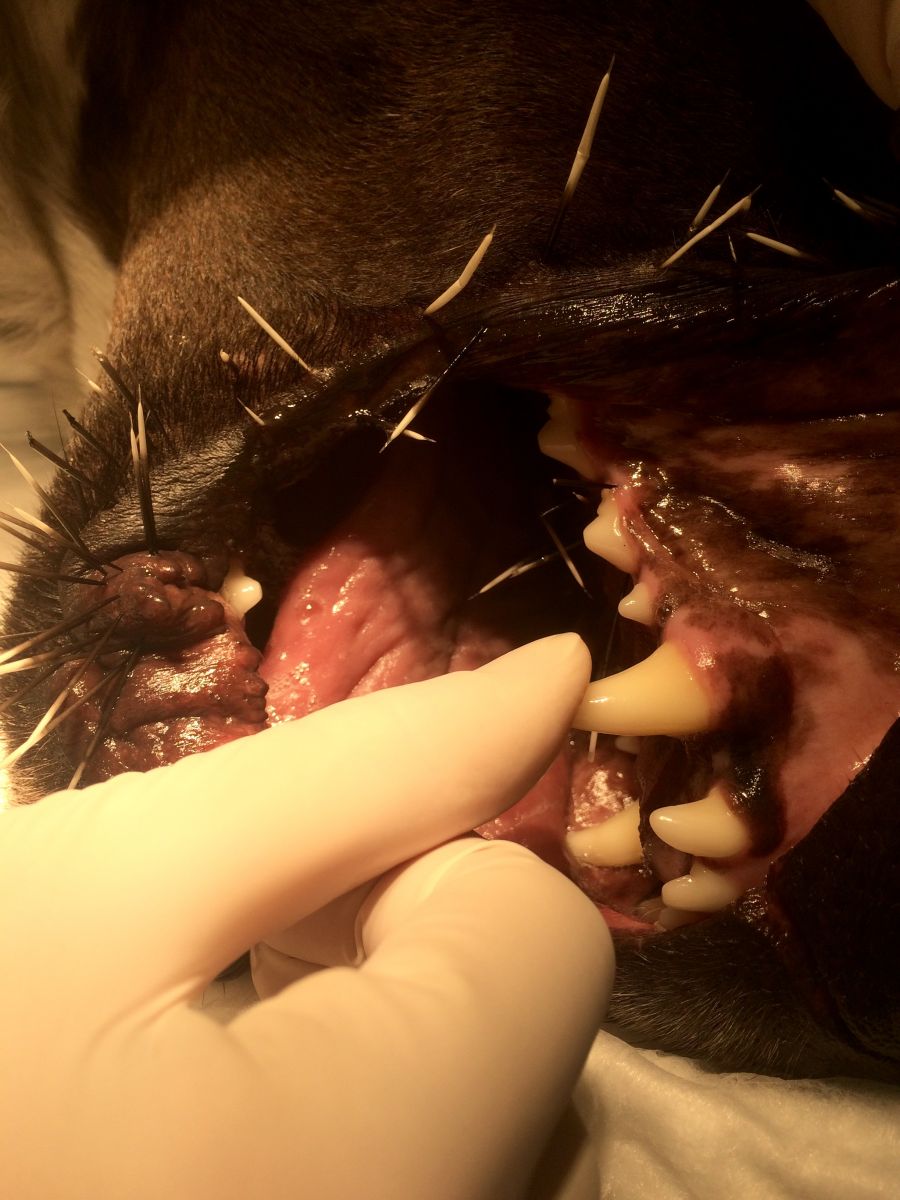 Porcupine quills in a dog's mouth