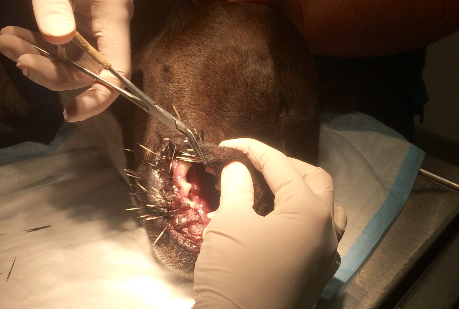 Removing porcupine quills from dog