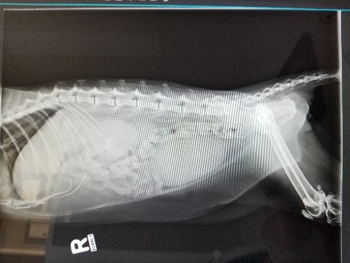 Radiograph of a cat with uremia