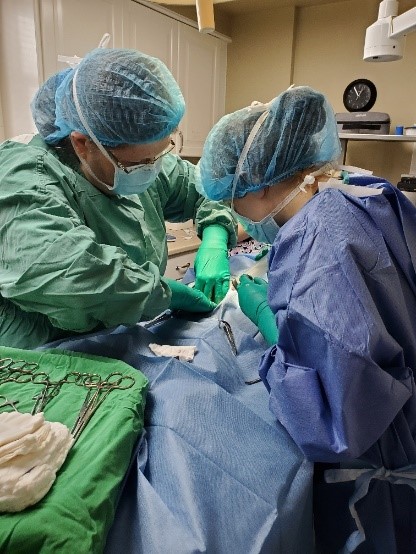 Student veterinarian assisting with surgery