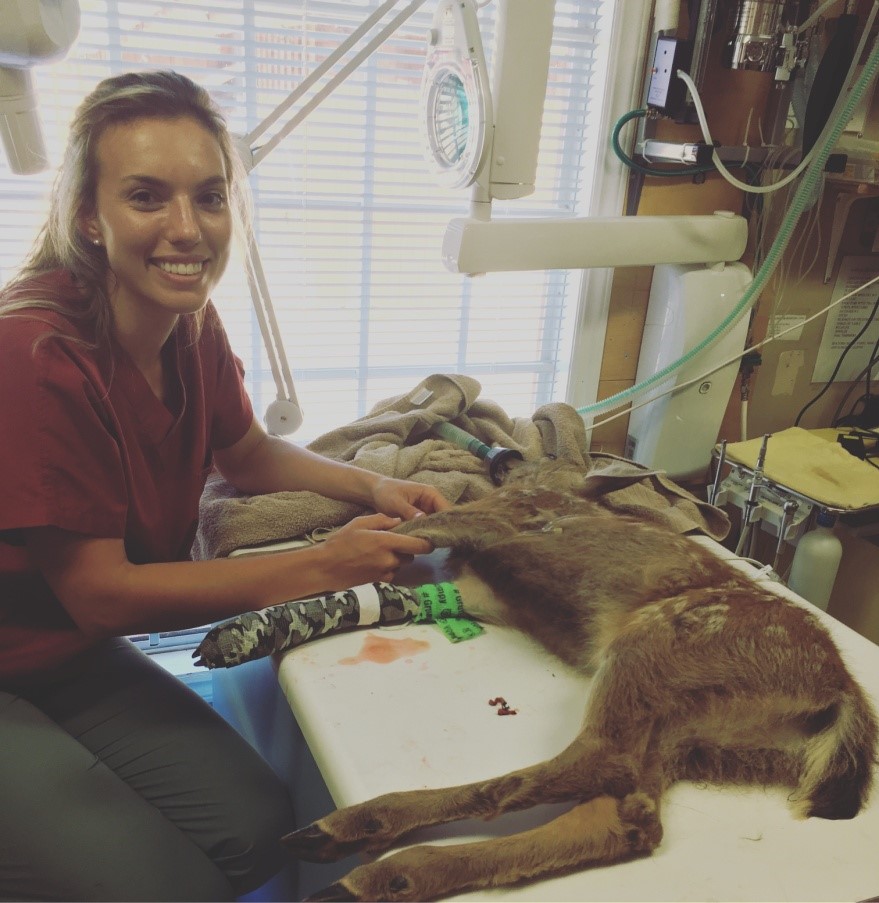 Student veterinarian with baby fawn