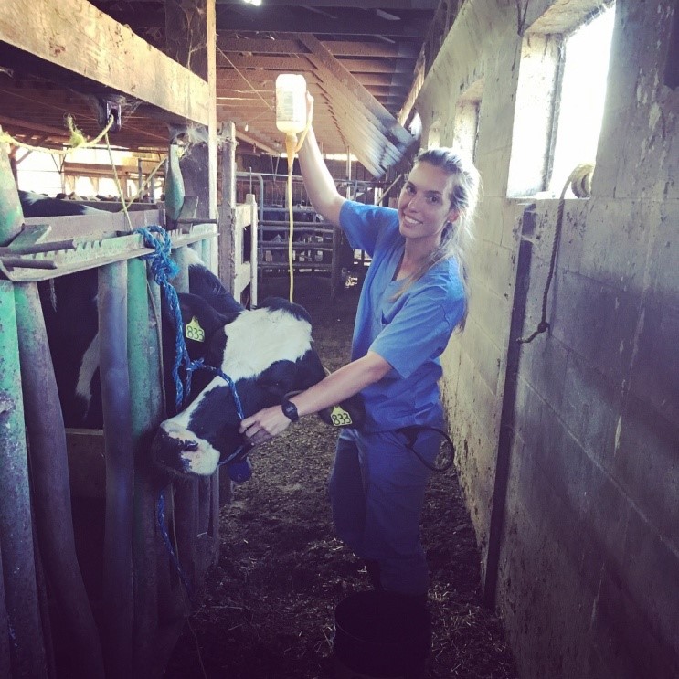 Student veterinarian in barn with a dairy cow.