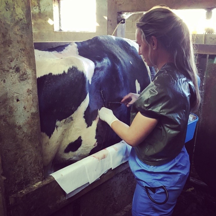 Student veterinarian diagnosing a Left Displaced Abomasum in a cow.