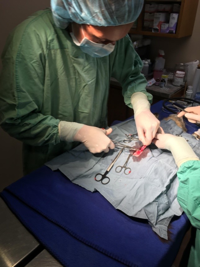 Roxana in surgery with a cat