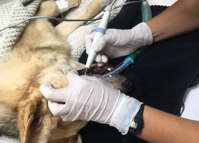 Photo of dental cleaning on a dog, scaling and polish