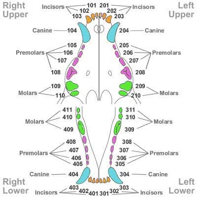 canine dental chart template
