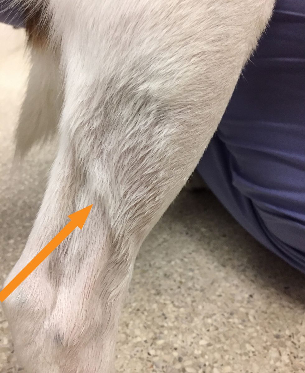 Dog saphenous vein 