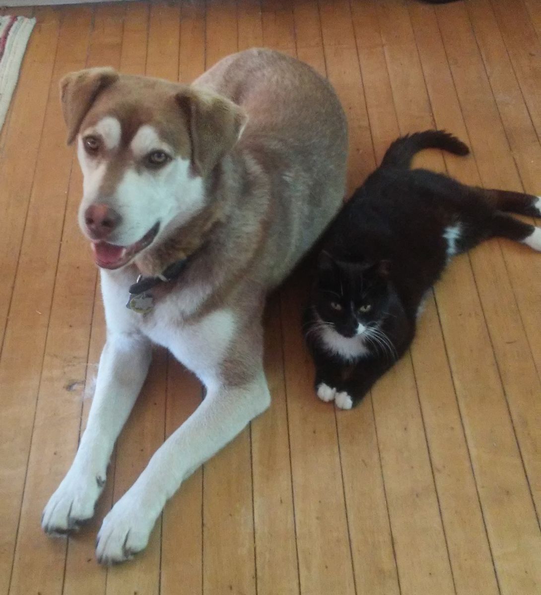 Timber the dog and Arthur the cat