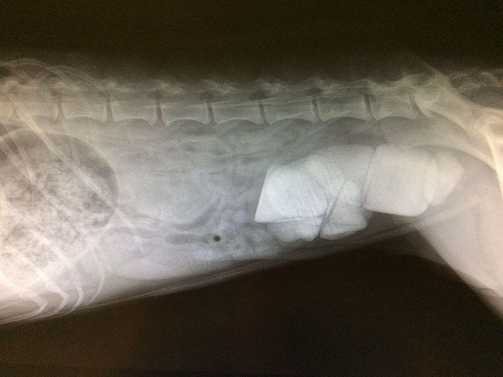 Photo of xray of a dog